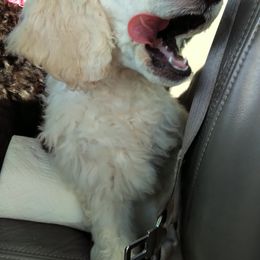 Poodle Puppies from Magnificent Standards