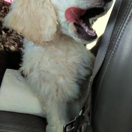 Poodle Puppies from Magnificent Standards