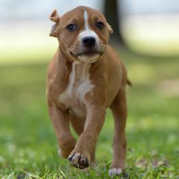 Skittles - Red female American Staffordshire Terrier puppy in St. Augustine, Florida from LBK & Ancient City