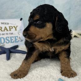 Moin Moin - A northern German Greeting - Phantom male Poodle puppy in Middlebourne, West Virginia from El Silencio Standard Poodles