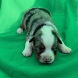 Glacier - Blue merle male Miniature American Shepherd puppy in Plant City, Florida from Osborne & Stormborn FL Kennels