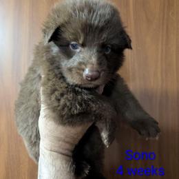 Sono - Liver male German Shepherd puppy in Olean, New York from F&B Kennels