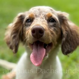 Dachshunds from Langhaus Dachshunds