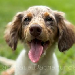 Dachshunds from Langhaus Dachshunds