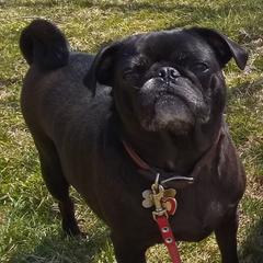 Pearl - Pug