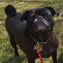 Pearl - Pug