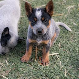 Laramie - Blue female Australian Cattle Dog puppy in Kalispell, Montana from BTR Australian Cattle Dogs