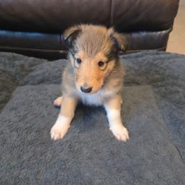 Light Blue - Sable female Collie puppy in Wykoff, Minnesota from Country Collies