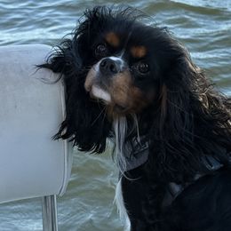Bentley - Cavalier King Charles Spaniel