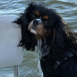 Bentley - Cavalier King Charles Spaniel