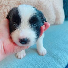 Bean - Border Collie puppy from Bluewater Border Collies