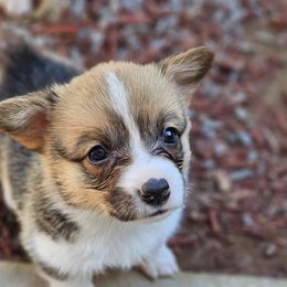 Sally - Red Pembroke Welsh Corgi puppy in Fresno, California from Celestial Corgis