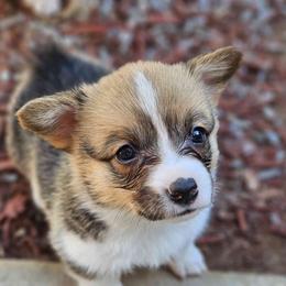 Sally - Red Pembroke Welsh Corgi puppy in Fresno, California from Celestial Corgis