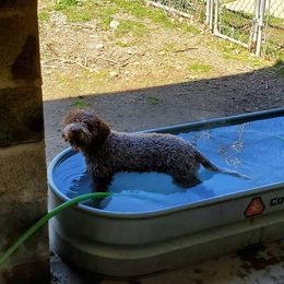 Lagotto Romagnolo and Pointer Puppies from RaceCity