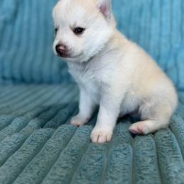 Koda - White male Pomsky puppy in Aberdeen, Idaho from Willow Creek Cresteds