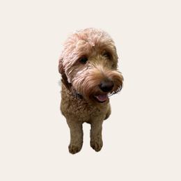 Harper - Goldendoodle