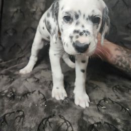 Bowser - White and black Dalmatian puppy in Champion, Ohio from Hites Family Dalmatians