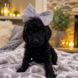 Nova - female Golden Mountain Doodle puppy in Big Spring, Texas from Oliva’s Doods