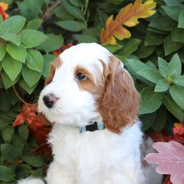 Runts - Parti male Goldendoodle puppy in Sioux Falls, South Dakota from Dolly's Doodles