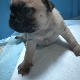 Jelly Bean 5 - Fawn female Pug puppy in Port Townsend, Washington from Pam’s Perfect Pugs
