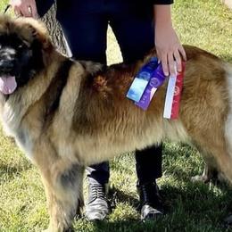 Bernese Mountain Dogs and Leonbergers from Echo River