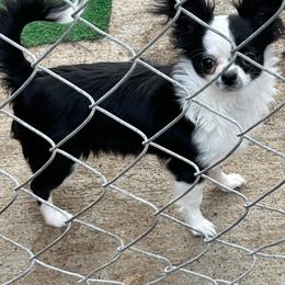 Ava - Black and white female Chihuahua puppy in Red Bluff, California from Aye Chihuahua