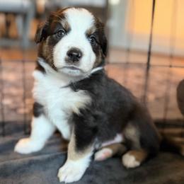 Onyx - Black tri male Miniature American Shepherd puppy in Phoenix, Arizona from Outlaw Minis
