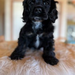 Cocker Spaniel Puppies from Priceless Pups