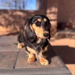 Oscar - Dachshund