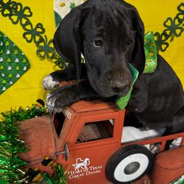 Green collar Male - Black and white male Great Dane puppy in Wimberley, Texas from Heart of Texas Great Danes