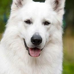 Berger Blanc Suisse and German Shepherd Puppies from Vom Hundhaus German Shepherds