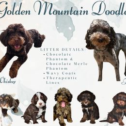 Golden Mountain Doodle puppies from Selah Mountain Dogs