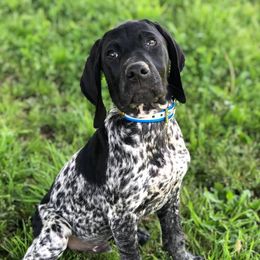 German Shorthaired Pointer Puppies from Point to Point Kennels