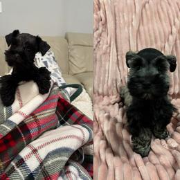 Miniature Schnauzer puppies from Dara's Miniature Schnauzers