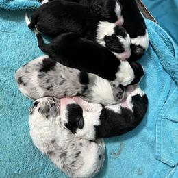 Border Collie Puppies from Roaring River Border Collies