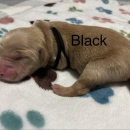 Black - Dark golden male Golden Retriever puppy in Inverness, Florida from Sydney’s Goldens