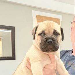 Curly - Fawn male Bullmastiff puppy in Gaston, Indiana from Fernandes’ Guardians Bullmastiff and French Bulldogs