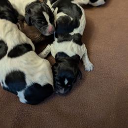 Boy 4 - Black and white male German Shorthaired Pointer puppy in Appleton, Wisconsin from Kay Quaintance's German Shorthaired Pointers