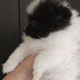 Girl 1 - Tri-colored female Pomeranian puppy in Meherrin, Virginia from Traveling Poms
