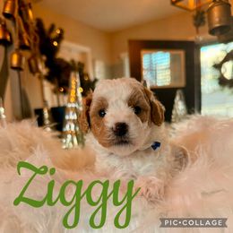 Ziggy - Parti male Poodle puppy in Chattanooga, Tennessee from Scenic City Doodles