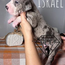 Israel - Mantle merle Great Dane puppy in Huntsville, Alabama from Rough Diamond Danes