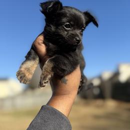 Pepper - Black male Chihuahua puppy in Charlotte, North Carolina from Lawinski’s Chihuahua World