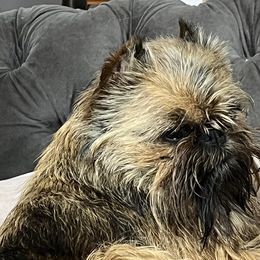Borzois, Brussels Griffons, and Whippets from Patti Fitzgerald