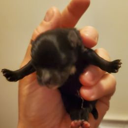 Pomeranian Puppies from Fancy Paws Pomeranian