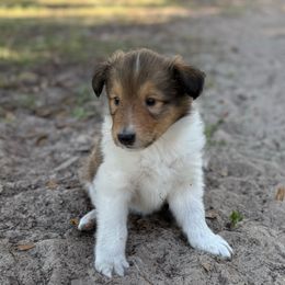 Girl 3 - Sable female Collie puppy in Citra, Florida from Faith Rough Collie’s