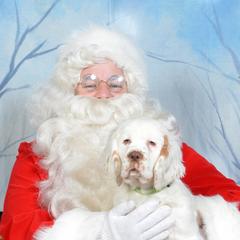 Clumber Spaniel Puppies from SunMagic Clumber Spaniels