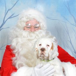 Clumber Spaniel Puppies from SunMagic Clumber Spaniels