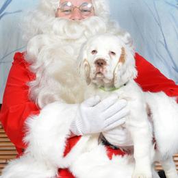 Clumber Spaniel Puppies from SunMagic Clumber Spaniels