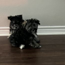Miniature Schnauzer Puppies from Sugarbaby Kennel