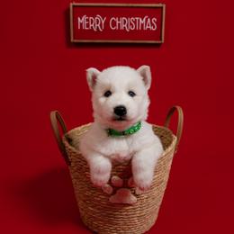 Godzilla - White male Siberian Husky puppy in Miami, Florida from Blue Moon Huskies